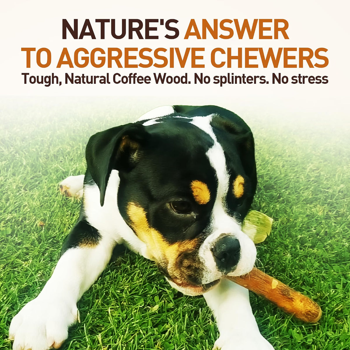 Olive Wood Dog Chew – Natural Chew Stick with Olive Oil