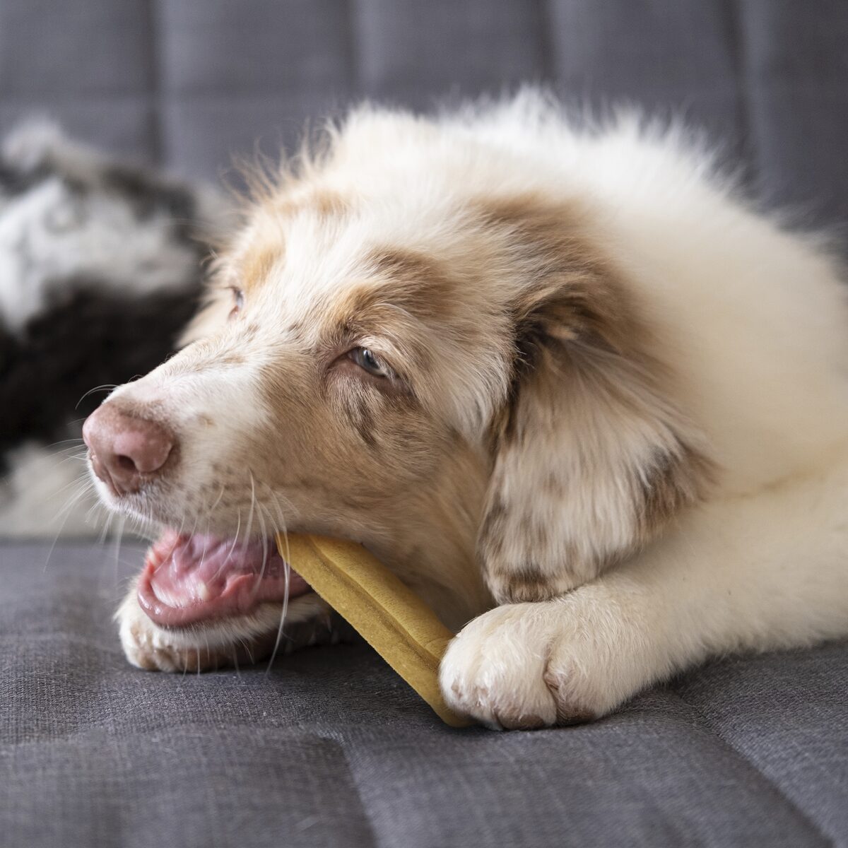 For puppies